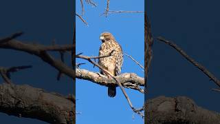 Redshouldered Hawk🐦Hawkeyed Roost redshoulderedhawk [upl. by Rosa]