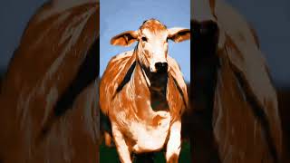 Majestic Cow in Motion cowes cowfarm bull cow viral [upl. by Winn]