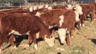 Hereford Replacement Heifers [upl. by Bornstein]