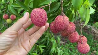 Learn About Emperor Lychees [upl. by Kress]