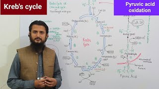 Krebs cycle  pyruvic acid oxidation  Citric acid cycle  Tricarboxylic acid cycle [upl. by Einnoc]