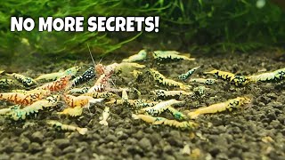 Master Shrimp Breeder Shares His Tips Tricks And Secrets To Help You Breed More Shrimp [upl. by Elvis]