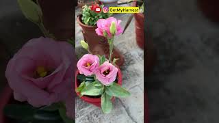 ये पौधा भर गर्मी और बरसात में भी फूल देता ही रहता है  Lisianthus  Eustoma Flower shorts [upl. by Leizar844]