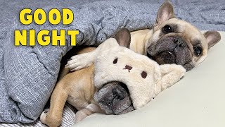 What Do My Dogs Do Every Night My Dogs Bedtime Routine [upl. by Boiney917]