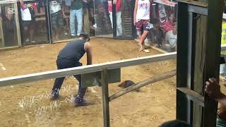 Cockfighting in the Philippines  VLOG 1 Bunal BoyNas [upl. by Kamp]