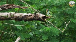 Coppersmith Barbet [upl. by Eirehc]