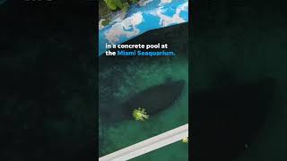 Viral video of lonely manatee in concrete pool sparks rescue efforts from activists Shorts [upl. by Arted]