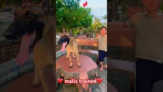 malis trained ❤️ Malinois training dog malinois becgiegermanshepherd chó pets dog❤️ [upl. by Mannie535]