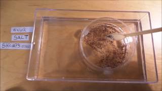 Tutorial  Easy Brine Shrimp Hatchery  Live Fish Food Culture DIY Artemia [upl. by Aschim]