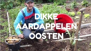 Toms Moestuin 2017  Dikke aardappelen Agria oogsten [upl. by Deerc]