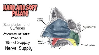 Hard and Soft Palate Complete Anatomy  Super easy explanation  Minahil ft Medical [upl. by Davide]