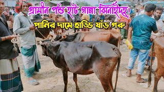 গ্রামীণ পশু হাট গান্না ঝিনাইদহ। পানির দামে হাড্ডি ষাঁড় গরু। Ganna Gorur Hat Ganna Jhenaidah [upl. by Arinay]