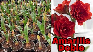 AMARILIS DOBLE TRUCO Para TENER MÁS PLANTAS y SUS CUIDADOS Hippeastrum amaryllis plantas amarilis [upl. by Elletnahc]