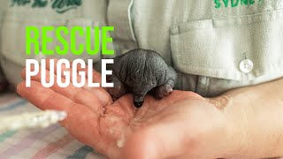 ‘Smudge’ The Adorable Echidna Puggle Recovers At Taronga Wildlife Hospital [upl. by Hendry]