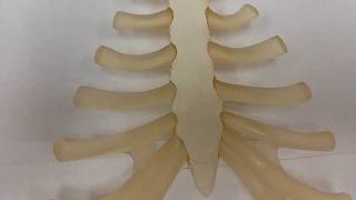 Sternum Basic [upl. by Flannery]