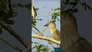 Birds of Paradise 🐦 2024shortvideo ytshorts [upl. by Galvan332]