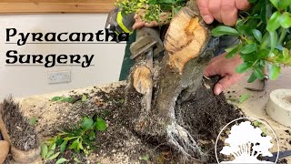 Pyracantha Surgery  Greenwood Bonsai [upl. by Newell897]