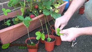 Planting Strawberry Runners Propagating Strawberries the easy way [upl. by Pagas]