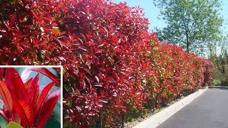 How to Plant Photinia Autumn Garden Guide [upl. by Iturhs518]