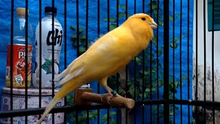 Gloster Canary Singing  Canary Bird Sounds [upl. by Hcire]