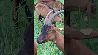 UN JOLI PETIT TROUPEAU DE CHEVRES à Tours en Savoie [upl. by Ricky]