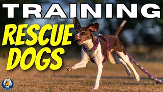 Rescue Dog Behavior Training Rehomed Dogs Chat With Nadine Hehli And Simone Fasel 207 podcast [upl. by Annayrb]