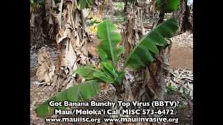 3 minute video How to Treat Banana Bunchy Top Virus [upl. by Gennie]