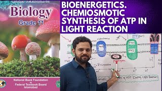 Chemiosmotic Synthesis of ATP during light Reaction  Class 11  Bioenergetics  NBF  FBISE [upl. by Heigl]