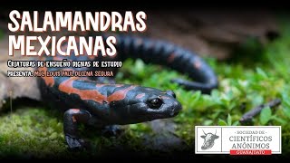 Salamandras Mexicanas Criaturas de ensueño dignas de estudio [upl. by Linnet]