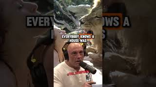 Sal Vulcano on People Who Live with Lions  Joe Rogan Experience jre shorts lions [upl. by Josefina637]