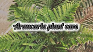 Araucaria plant care 🎄 [upl. by Cupo676]