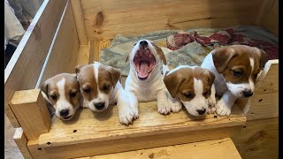 Jack Russell puppies [upl. by Ojillek]