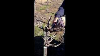 How to Head Prune Zinfandel Plants [upl. by Eikram]