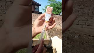 ivermectin ivotekinjection for external parasites mostly tickswarble flygadda etc by Adil [upl. by Neryt]