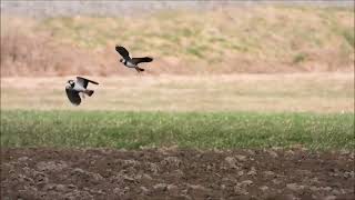 Balzflug der Kiebitze  Display flight of lapwings [upl. by Enoitna]