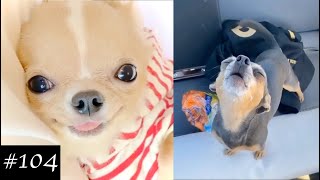 Chihuahua Dogs Compilation  Funny Dog Videos 2021 [upl. by Hastings642]