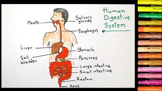 How to draw Human digestive system easy  Science diagram [upl. by Oihsoy]