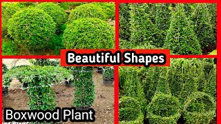 Boxwood Plant  Boxwood plant shoes ideas  How to shape a Buxus plant shrub [upl. by Notnilc]