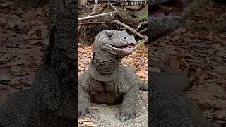 Komodo spits at camera🥶🥶🥶😨😱  komodo animals komodotour [upl. by Aela552]