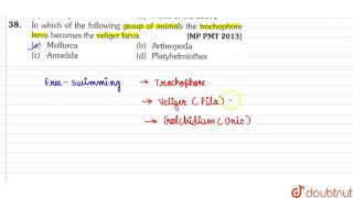 In which of the following group of animals the trochophore larva becomes the veliger larva [upl. by Janetta]