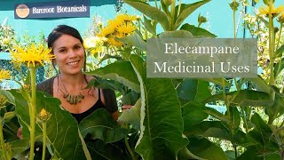 Medicinal Uses of Elecampane Inula helenium [upl. by Gant]