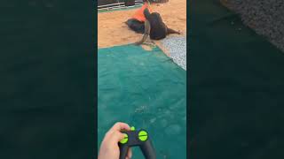 Remote control Snake Funny video [upl. by Celestina]