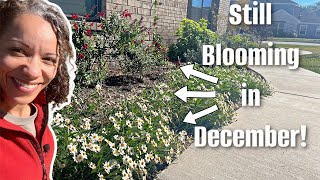 Best plants to grow in Texas zone 8b December garden [upl. by Sidnee897]