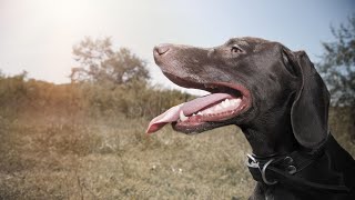 How to Keep Your German Wirehaired Pointer Mentally Stimulated [upl. by Kaitlynn811]