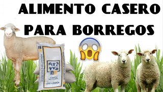 Alimento casero para borregos  ¿Cómo alimentar a un borrego [upl. by Adnuahsal]