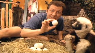 Zoboomafoo with the Kratt Brothers EGGS  Full Episodes Compilation [upl. by Sheffie]