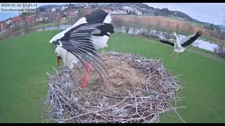 Alfeld D The male stork has accepted the new ringed stork 20240226 [upl. by Lobell]