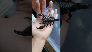 Female Heterometrus silenus Asian forest scorpion [upl. by Lael]