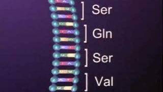 Protein Synthesis Translation 3 [upl. by Rez]