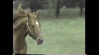 SECRETARIAT  Running From Within Click HD for best quality [upl. by Etnom]